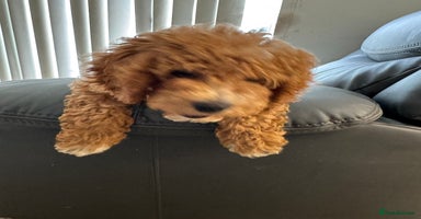 Mixed Breed dogs - Advert 5