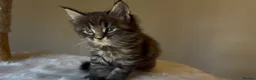 Maine Coon cats for sale: Now 2 TICA Registered Mainecoon kittens  - Advert 6
