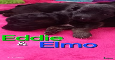 German Shepherd dogs - Advert 2