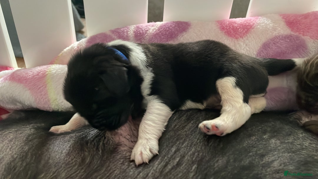 Newfoundland dogs for stud: KC REGISTERED NEWFOUNDLAND STUD HEALTH TESTED  in Basildon - Advert 16