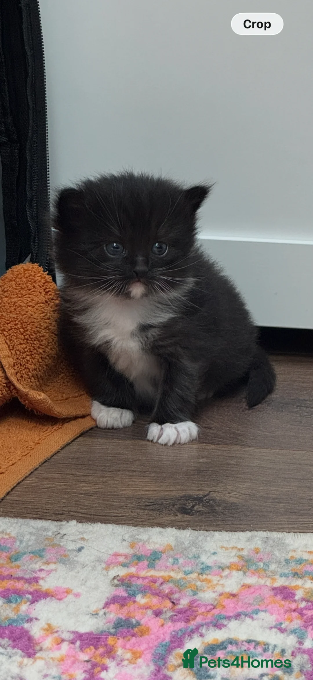 Mixed Breed cats for sale: Adorable Ragdoll x Turkish Angora Kittens  - Advert 2