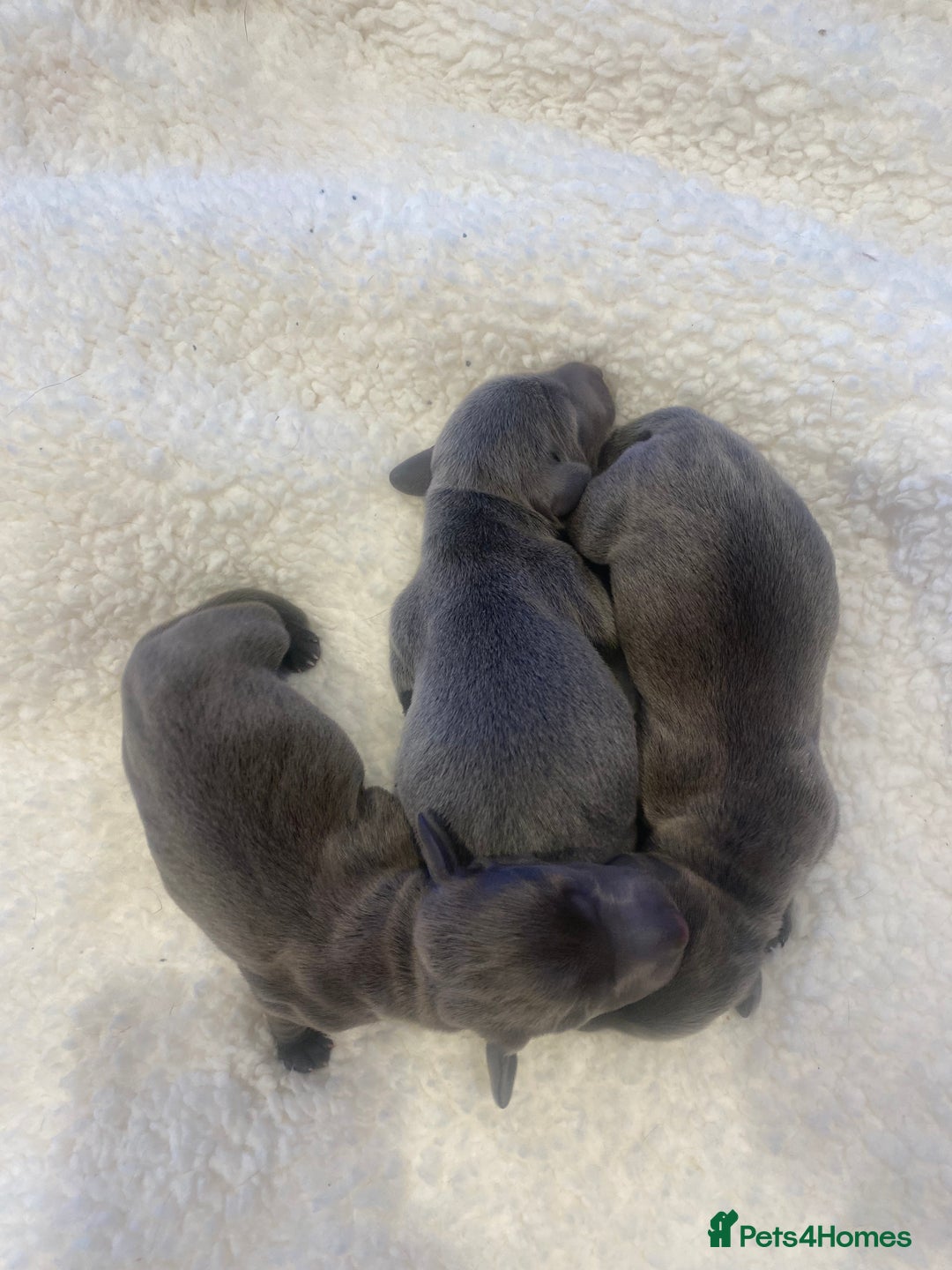 Miniature Dachshund dogs for sale: 2 girls, 1 boy KC reg miniature Daschund puppies - Advert 2