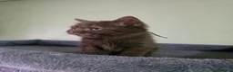 British Shorthair cats for sale: British shorthair kitten - Advert 28