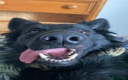 Mixed Breed dogs for sale: Ladybug - Advert 1