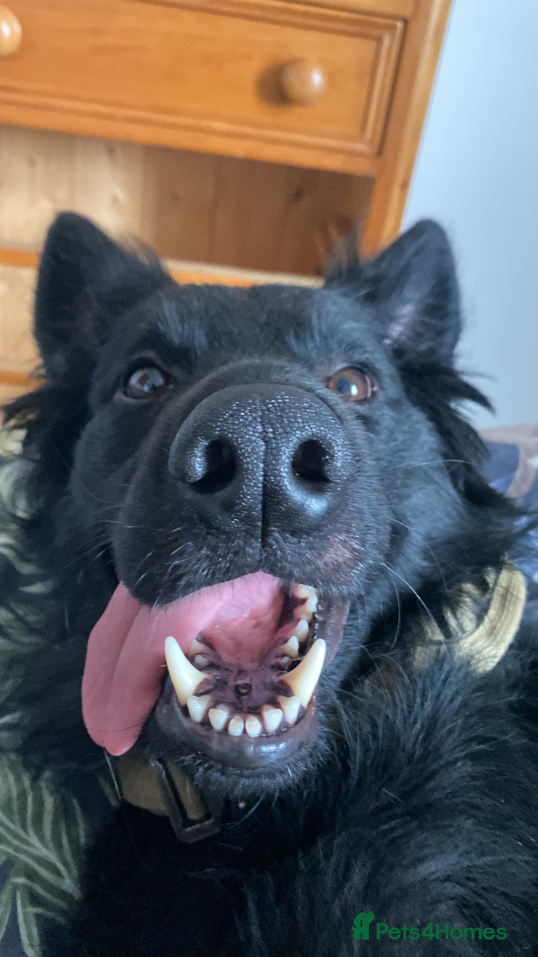 Mixed Breed dogs for sale: Ladybug - Advert 1