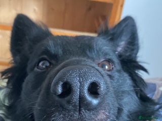 Mixed Breed dogs Ladybug - Advert 1