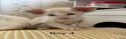 Oriental cats for sale: ✨Gorgeous Oriental Shorthair Kittens  - Advert 16