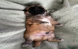 Shih Tzu dogs for sale: Adorable Imperial Shih Tzu Puppies - Image 7