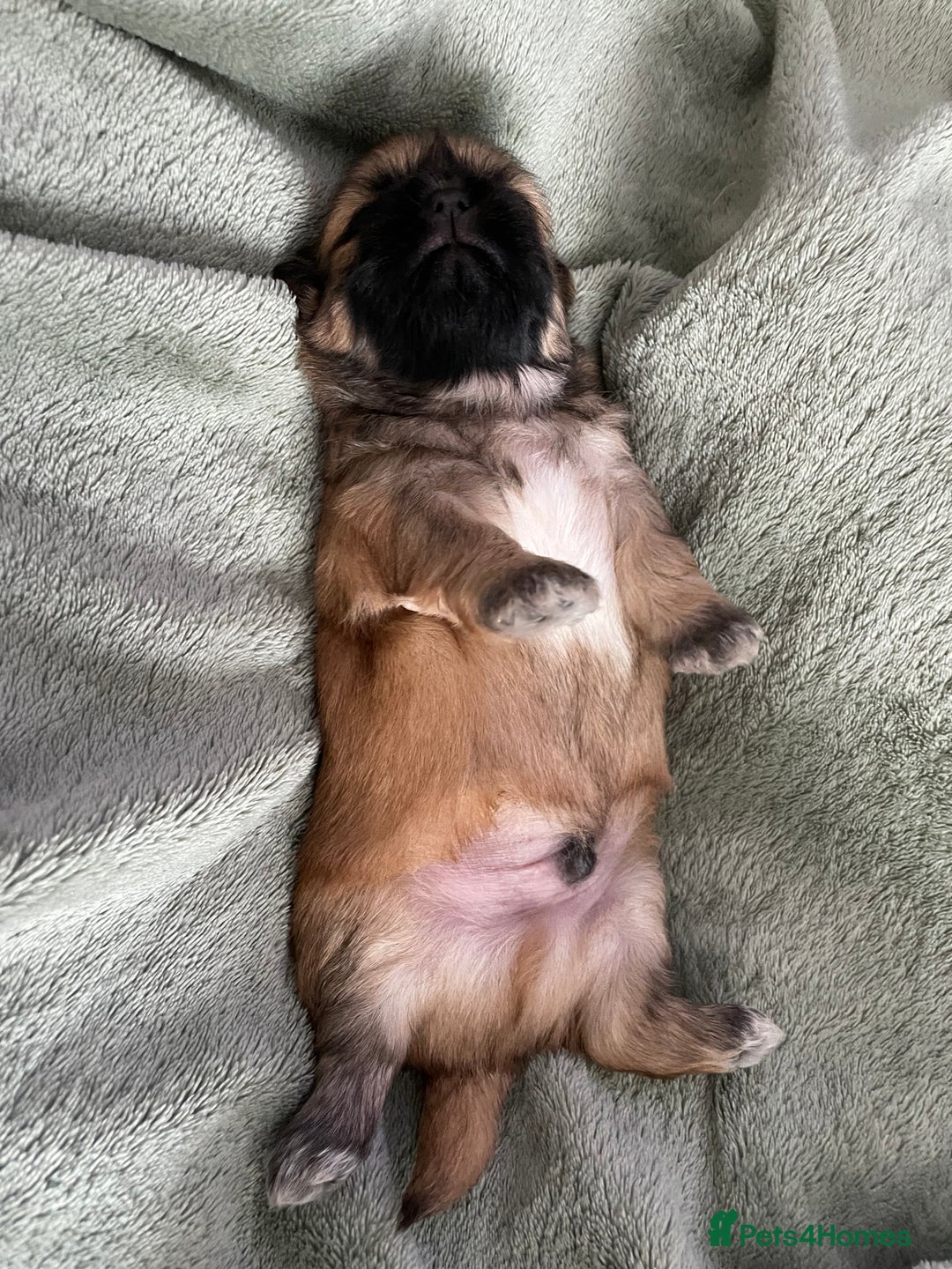Shih Tzu dogs for sale: Adorable Imperial Shih Tzu Puppies - Image 7