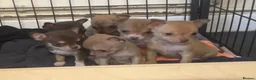 Chihuahua dogs for sale: CHIHUAHUA PUPPIES 3 only available now  - Advert 8