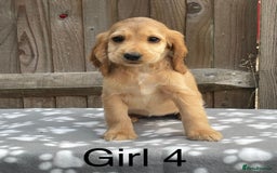 Cocker Spaniel dogs for sale: Cocker spaniel puppies - Image 4