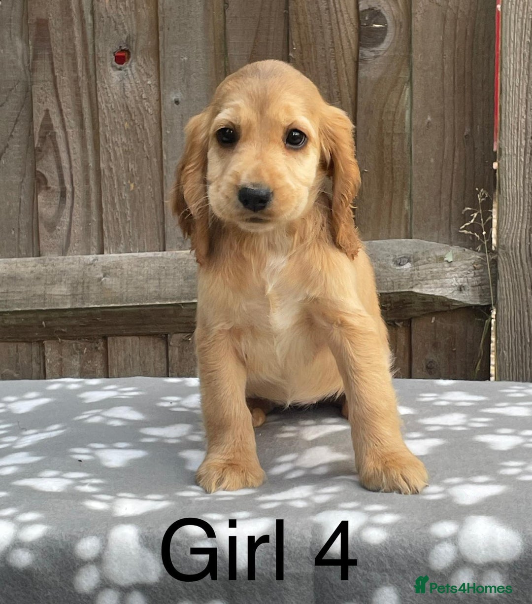 Cocker Spaniel dogs for sale: Cocker spaniel puppies - Image 4