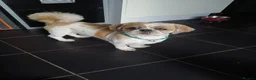 Shih Tzu dogs for stud: Beautiful 3yr old male shitzu for stud - Advert 4