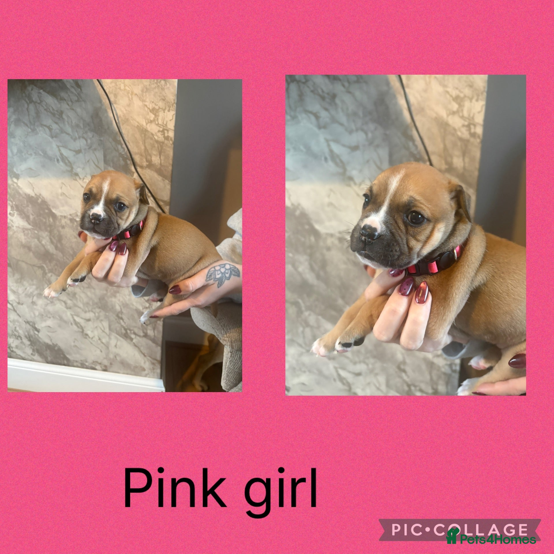 Mixed Breed dogs American bulldog / staffy puppies  - Advert 19