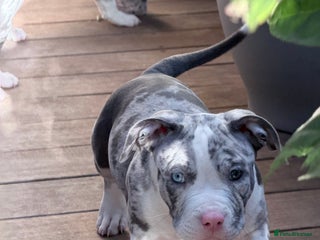 American Bully dogs Abkc Pocket Bully X Abkc classic Bully puppies - Advert 5