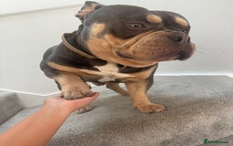 American Bully dogs for sale: POCKET BULLY!! MCLOVIN x COWBOY  - Image 4