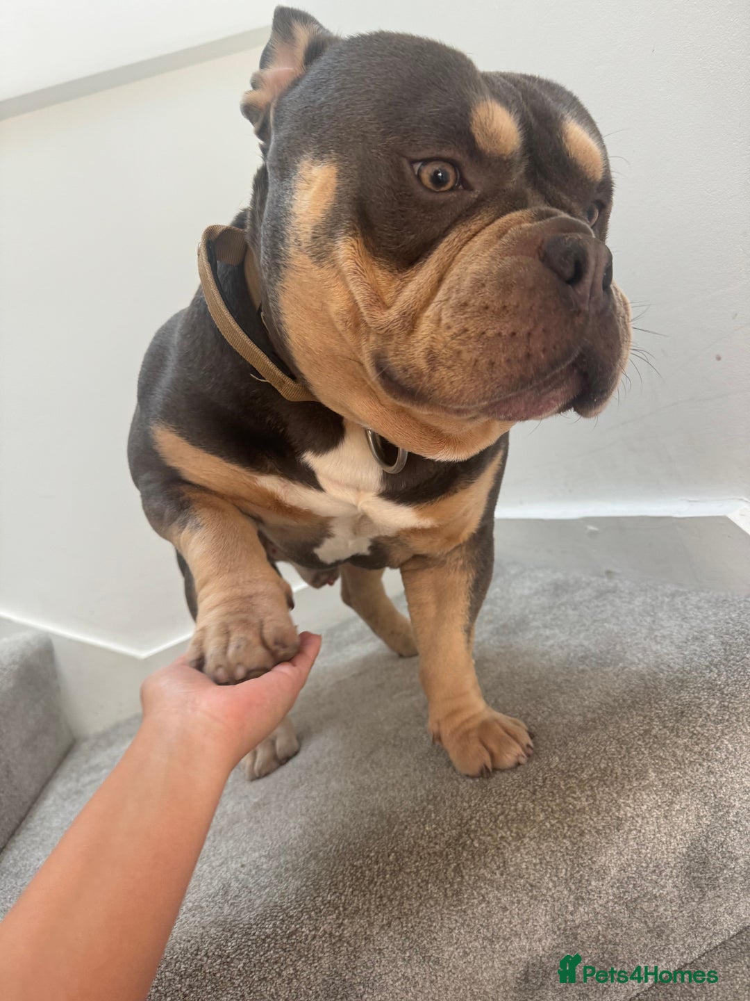 American Bully dogs for sale: POCKET BULLY!! MCLOVIN x COWBOY  - Image 4