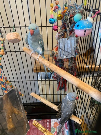 Ringnecks birds - Advert 12
