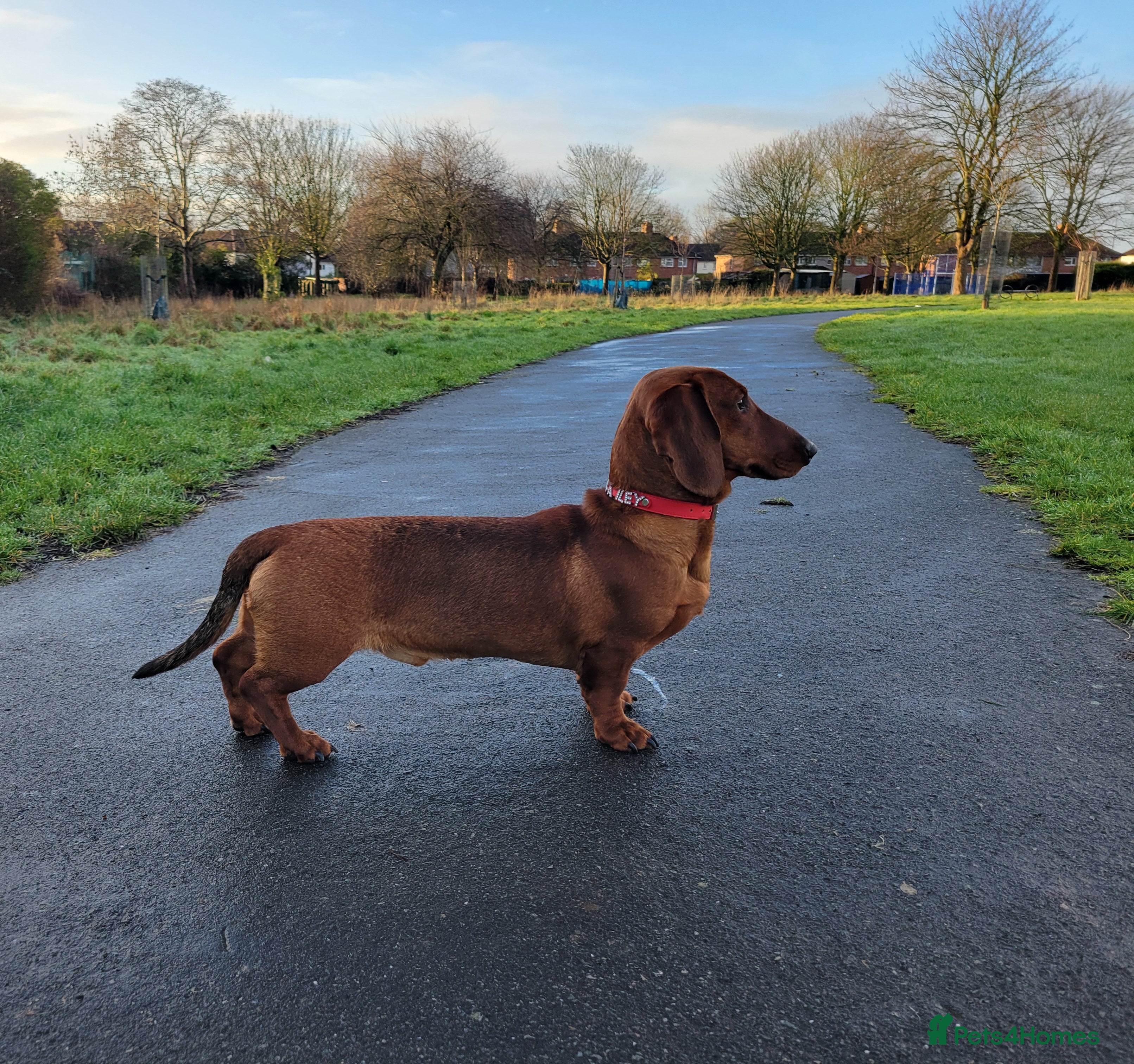 Dachshund dogs STANDARD DACHSHUND BOY KC reg. CHAMPION LINES - Advert 11
