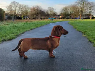 Dachshund dogs STANDARD DACHSHUND BOY KC reg. CHAMPION LINES - Advert 11