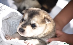Siberian Husky dogs for sale: 🐾9 Husky Puppies Looking for Forever Homes!🐾 - Image 3