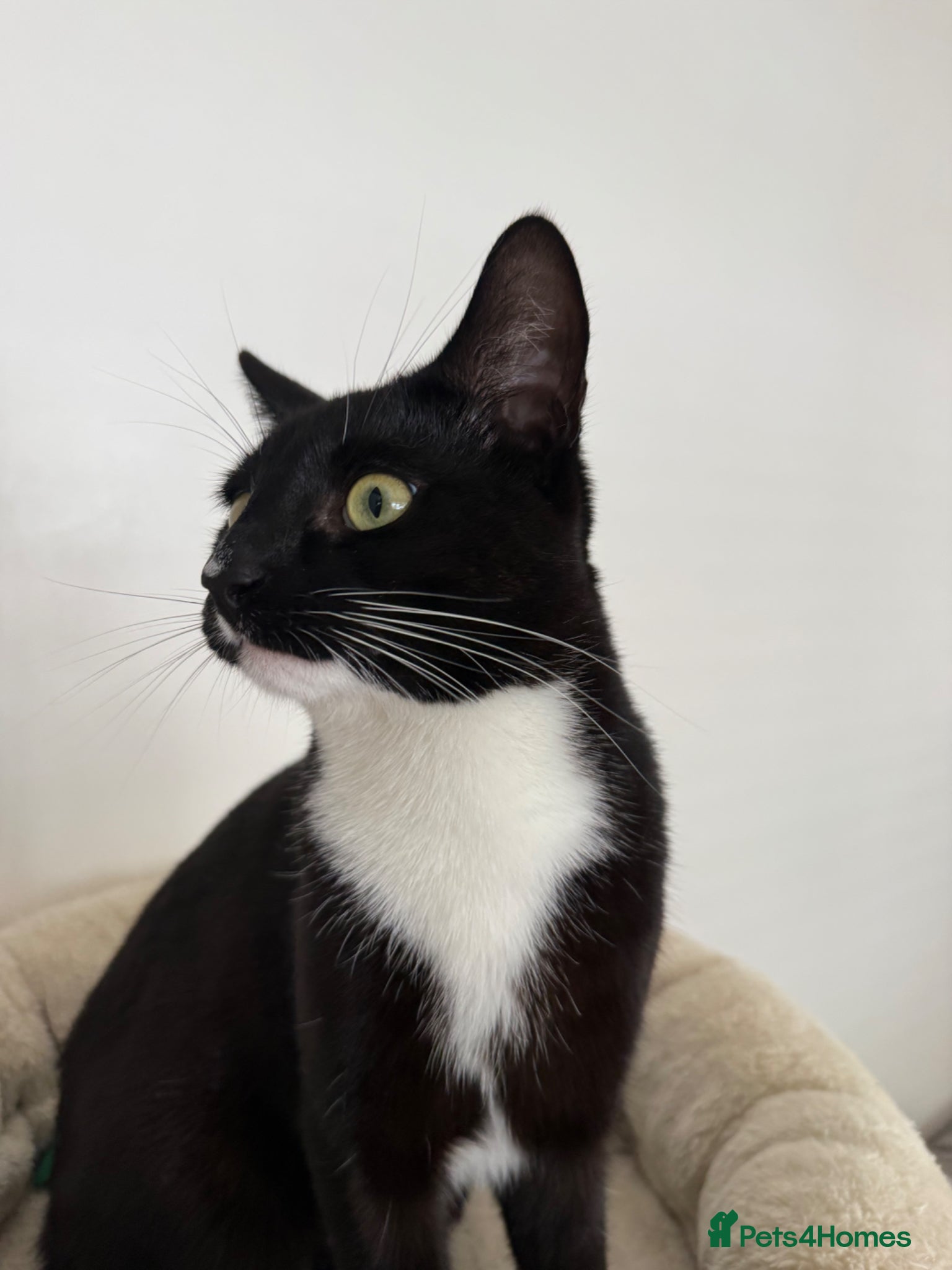 Mixed Breed cats Stunning Tuxedo Brothers – £310 Each - Advert 16