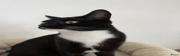 Mixed Breed cats for sale: Stunning Tuxedo Brothers – £400 Each - Advert 7