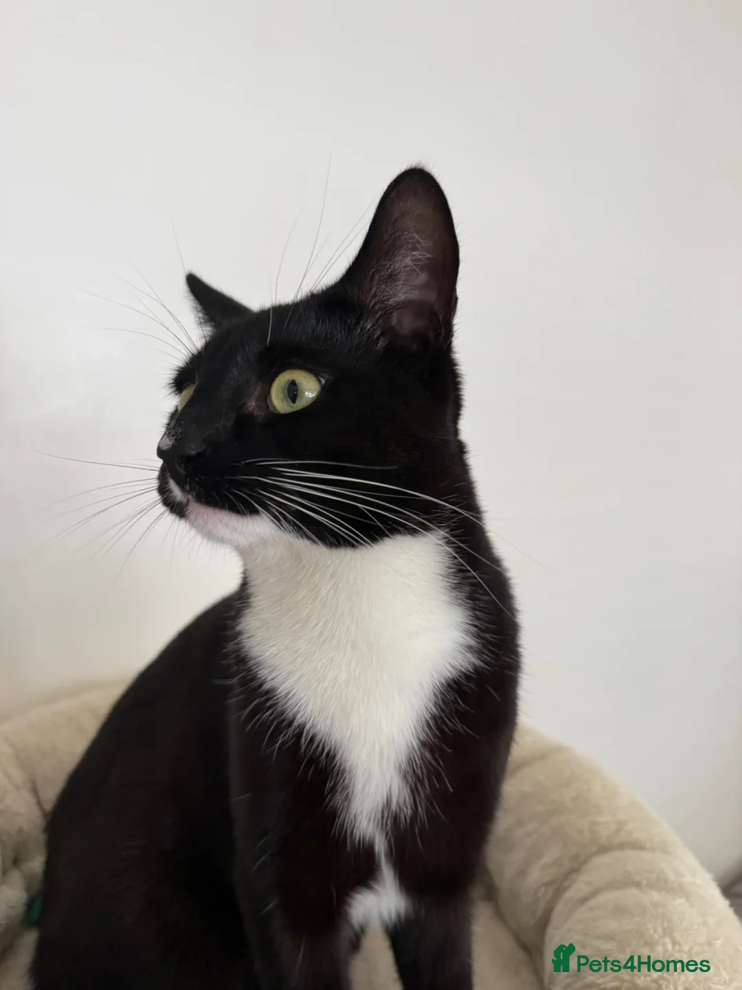 Mixed Breed cats for sale: Stunning Tuxedo Brothers – £400 Each - Advert 7