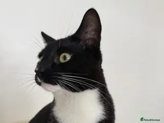 Mixed Breed cats Stunning Tuxedo Brothers – £310 Each - Advert 16