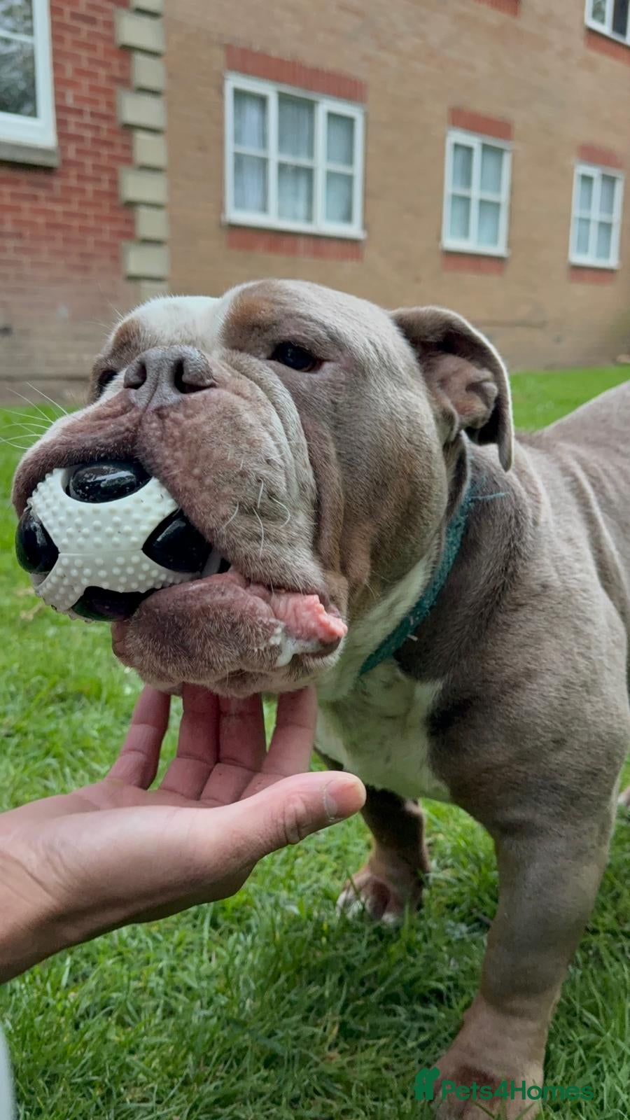 Olde English Bulldogge dogs Ollie - Looking for a loving home - Advert 6