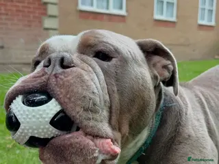 Olde English Bulldogge dogs Ollie - Looking for a loving home - Advert 6