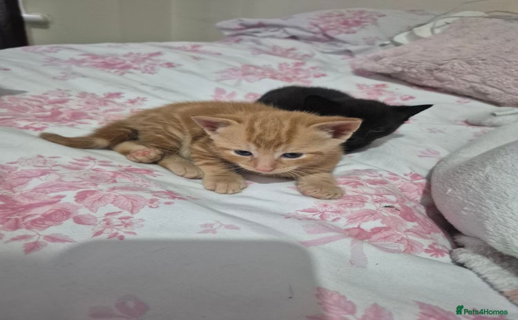 Mixed Breed cats - Advert 9