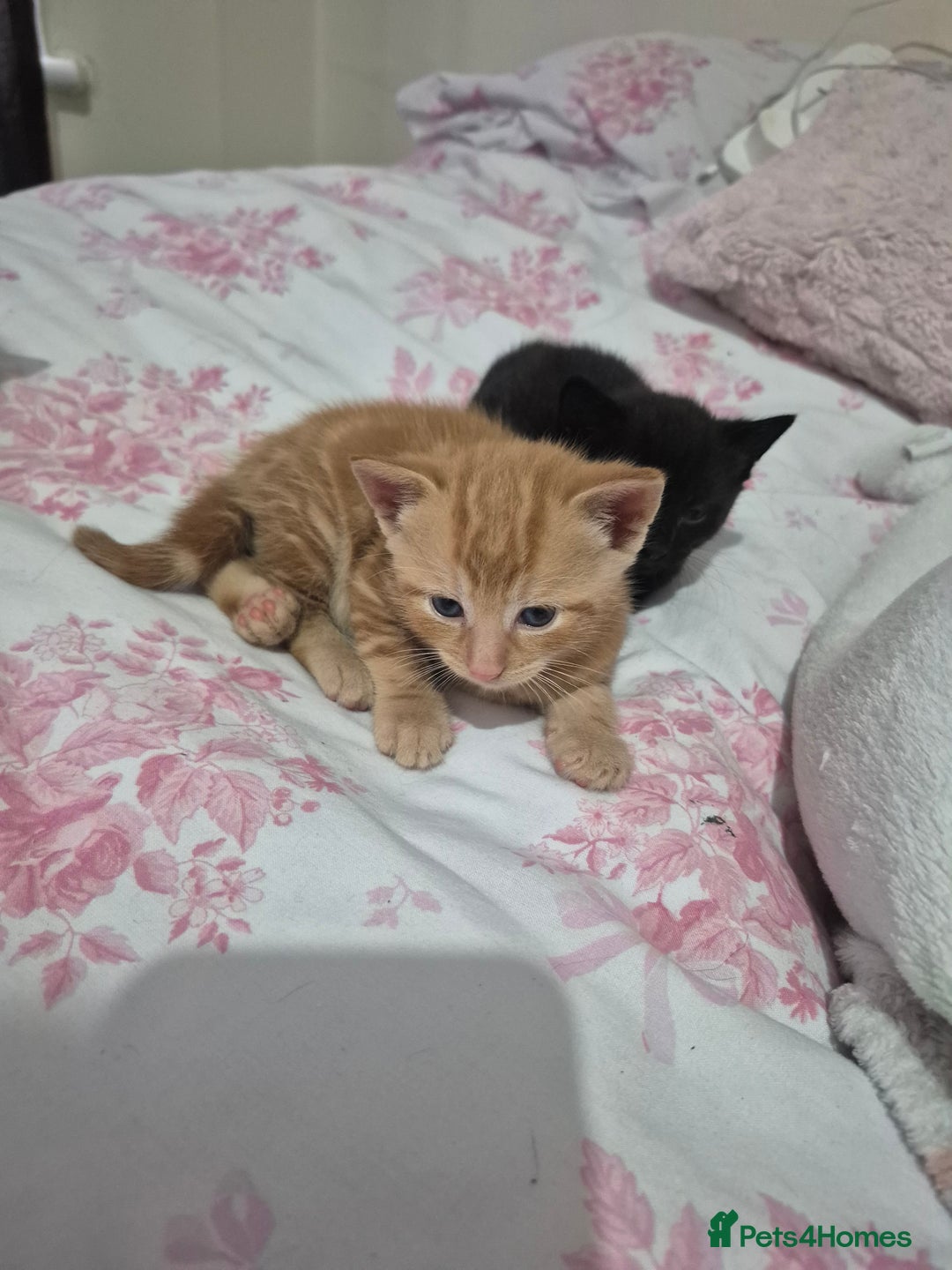 Mixed Breed cats for sale: Beutiful kittens - Image 1