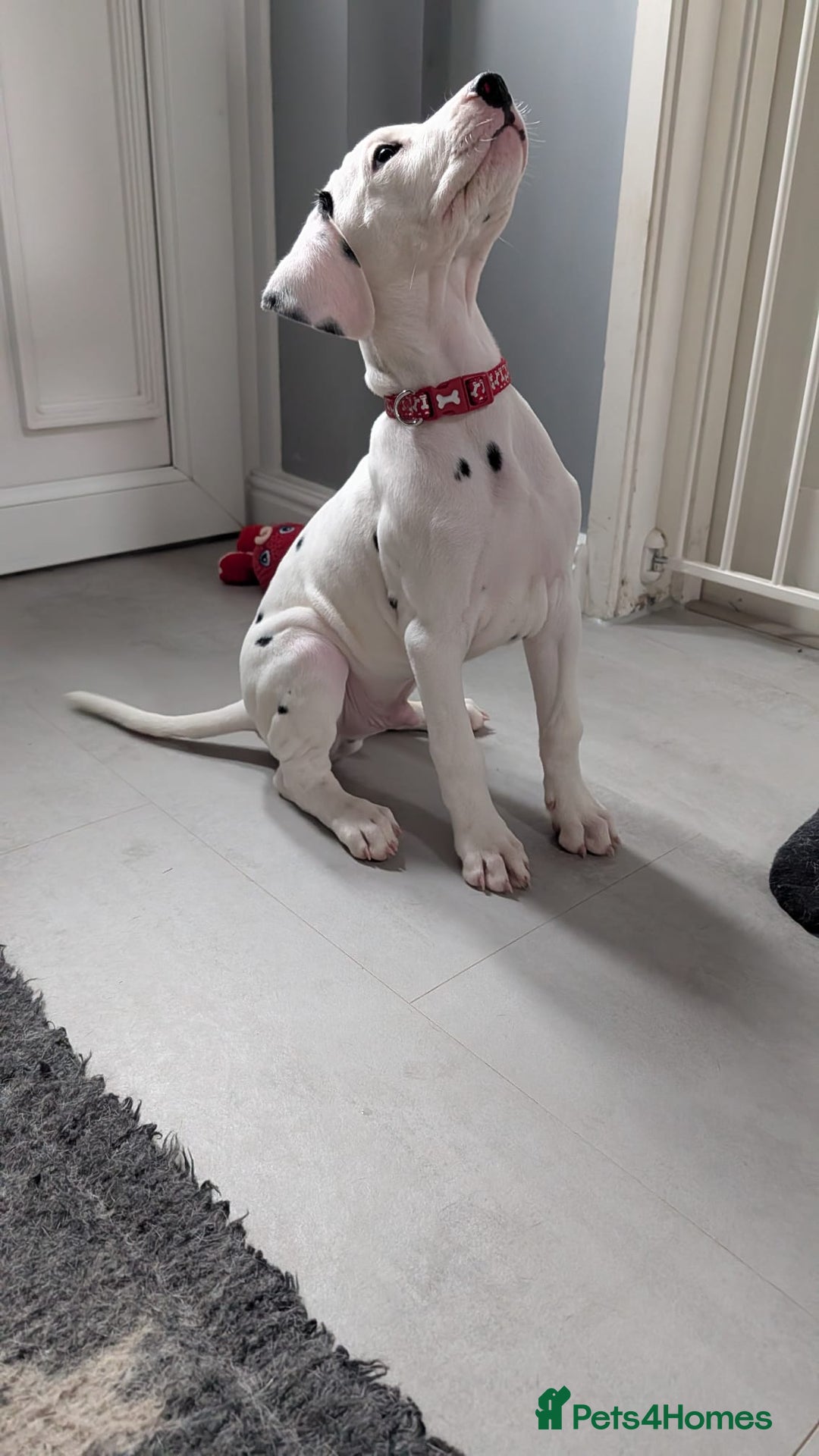 Dalmatian dogs for sale: Dalmatian puppies ready advert fully - Advert 10