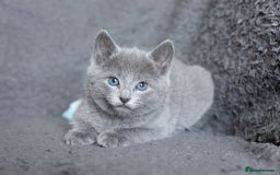 Russian Blue cats for sale: Pure Russian Blue Kittens Available  - Image 22