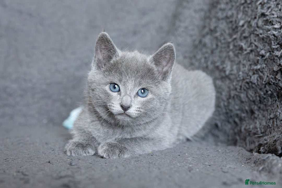 Russian Blue cats for sale: Pure Russian Blue Kittens Available  - Image 22