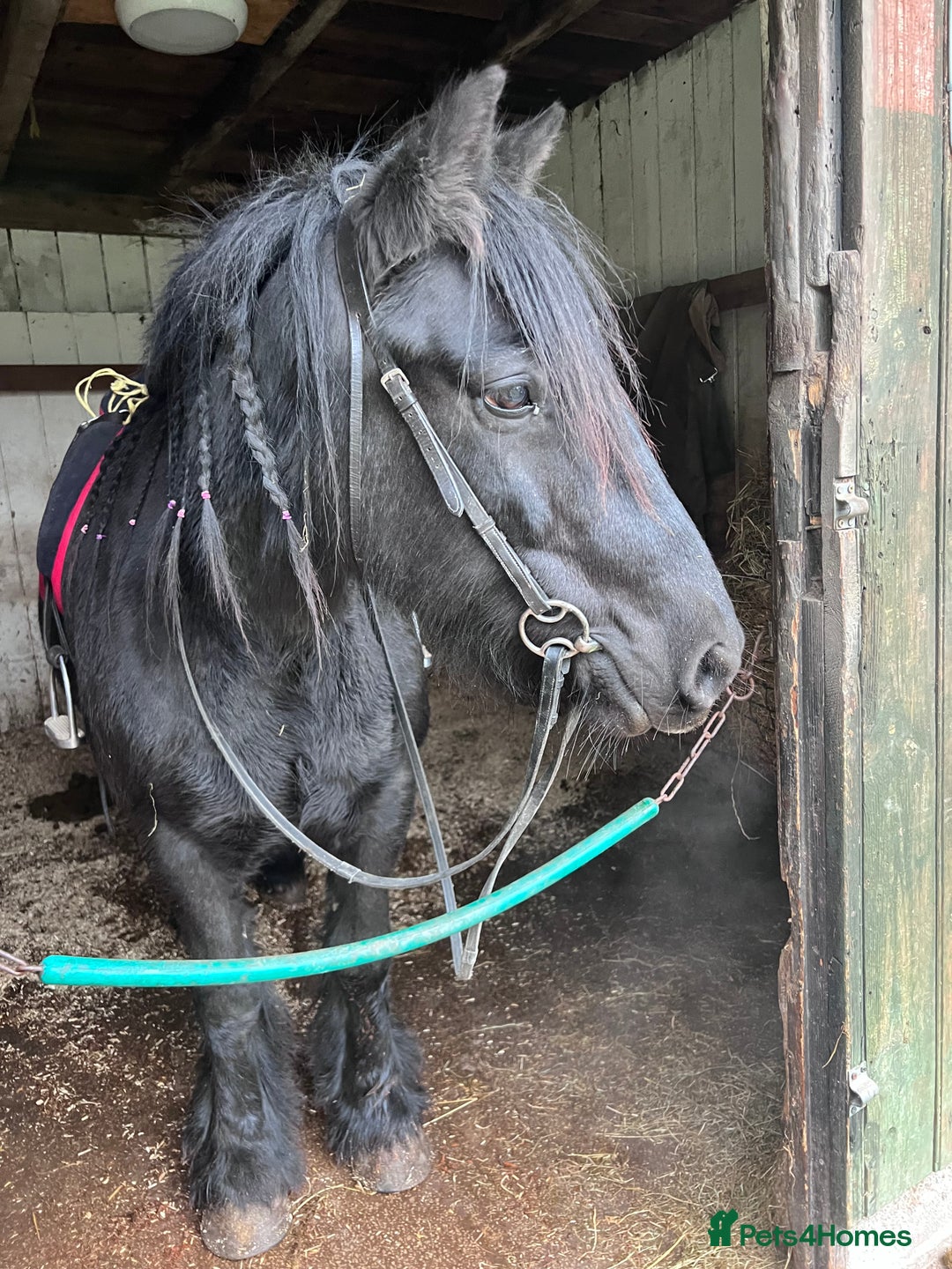 Fell horses for sale: Cob x Fell mare 10yrs old  - Advert 14