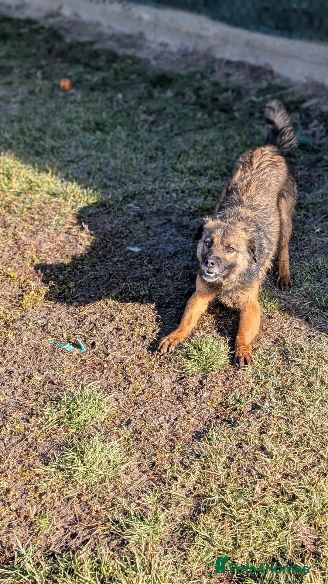 Mixed Breed dogs for adoption: Etta for adoption - Advert 5