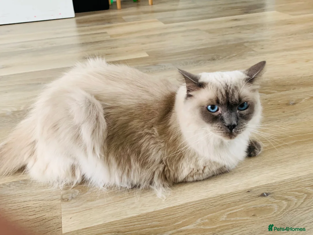 Ragdoll cats for sale: Beautiful Bonded Pair of Ragdoll Cats for Sale - Advert 2