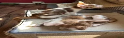 Mixed Breed cats for sale: Crossed Peterbald  - Advert 10
