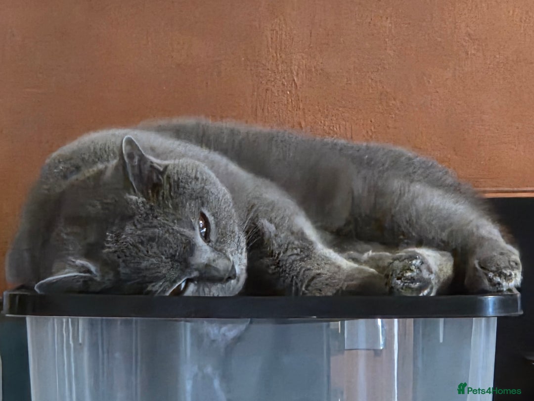 British Shorthair cats for sale: Beautiful british blue male  - Image 2