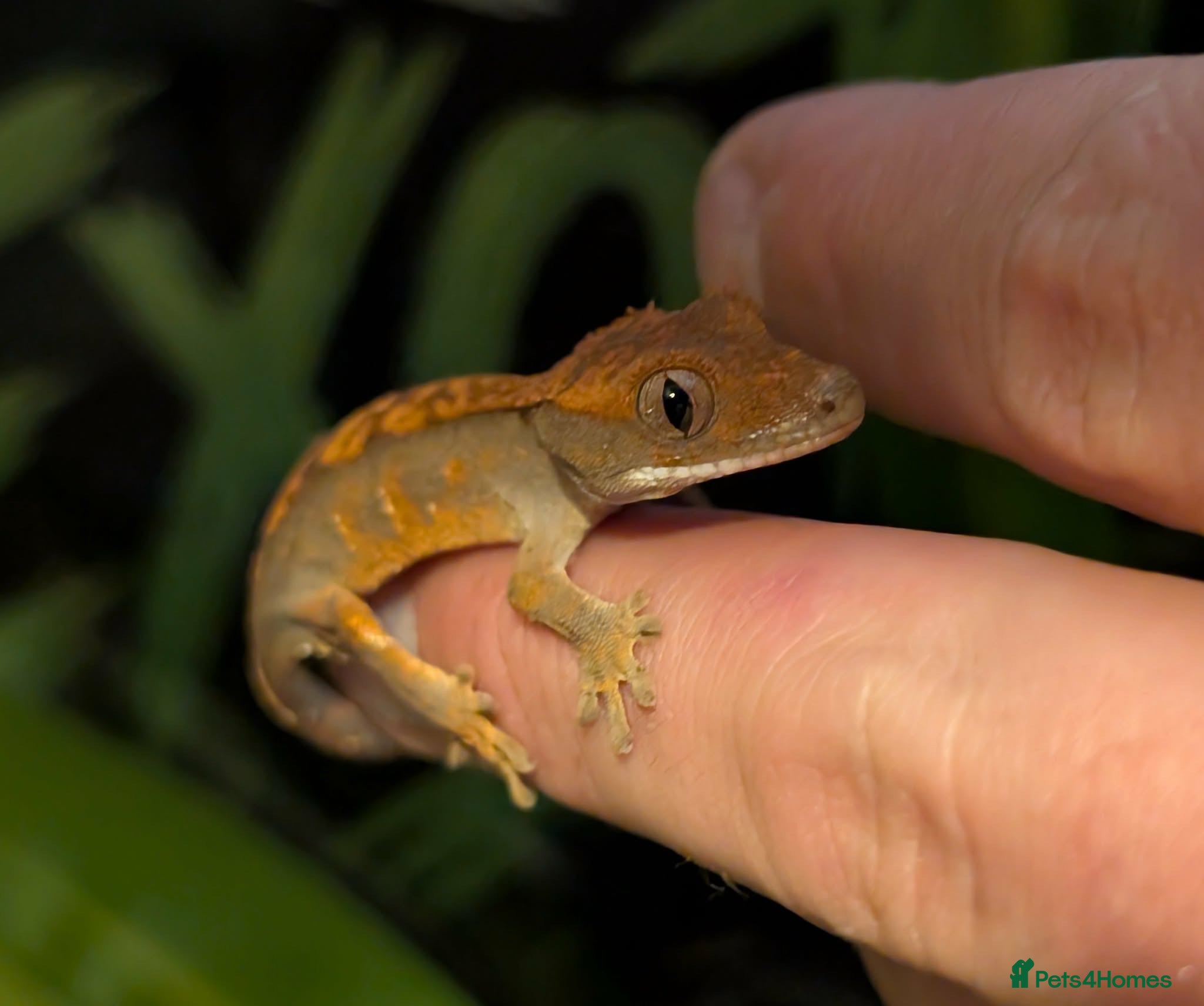 Gecko reptiles CB26 crested gecko  - Advert 1