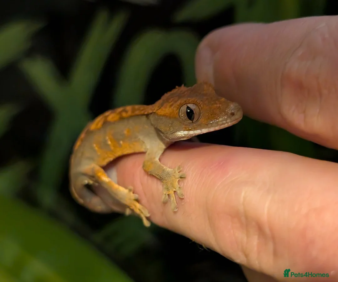 Gecko reptiles for sale: CB26 crested gecko  - Advert 1