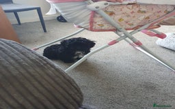 Shihpoo dogs for sale: Shihpoo puppy for sale  - Advert 5