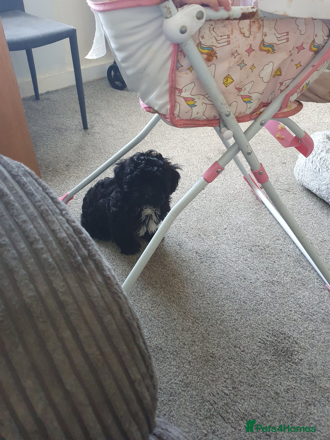 Shihpoo dogs for sale: Shihpoo puppy for sale  - Advert 5