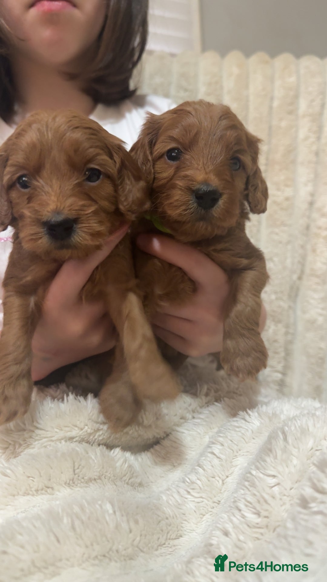 Cockapoo dogs for sale: Cockapoo F1 - Advert 2