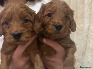 Cockapoo dogs Cockapoo F1 - Advert 12