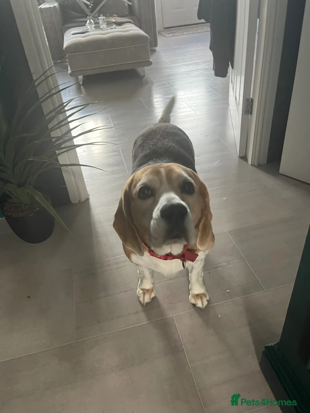 Beagle dogs for sale: Bella  - Advert 1