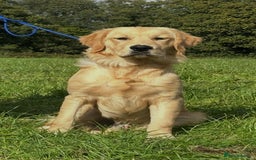 Golden Retriever dogs for sale: (Teddy) male golden retriever for sale - Image 4