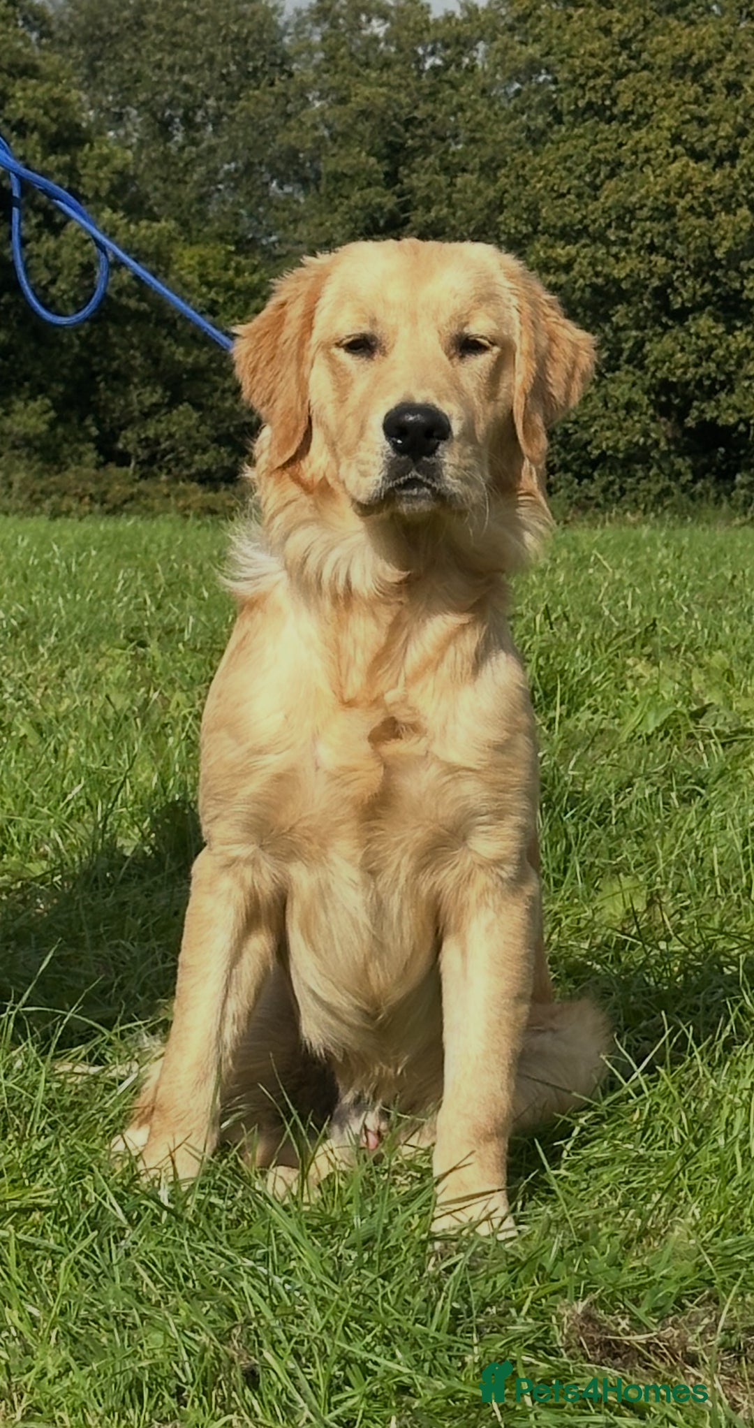 Golden Retriever dogs for sale: (Teddy) male golden retriever for sale - Image 4